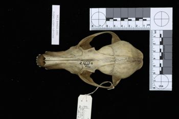 Media type: image;   Mammalogy BANGS-1991 Description: Image of skeleton specimen - dorsal view. dorsal view of skull.;